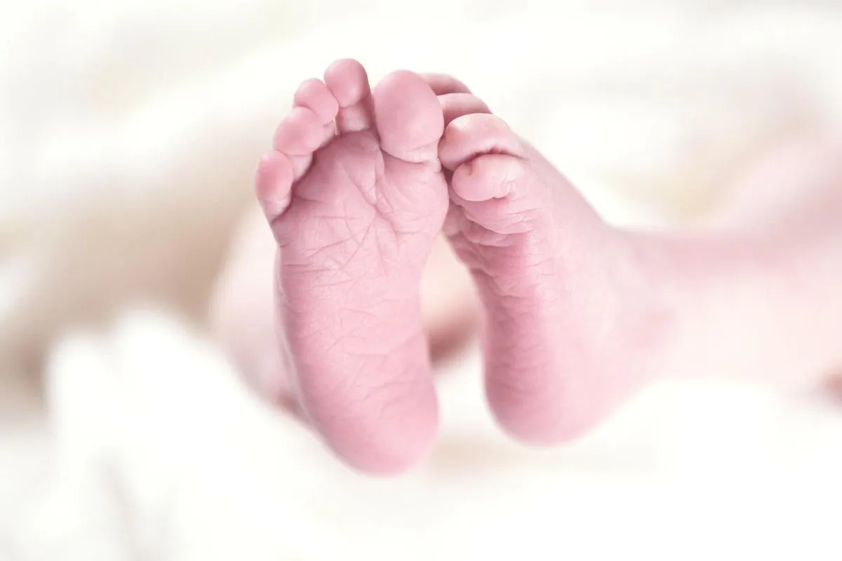 Jharkhand officials conducts search to trace newborn carried by dog